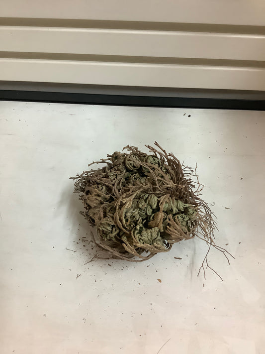 Rose Of Jericho Medium