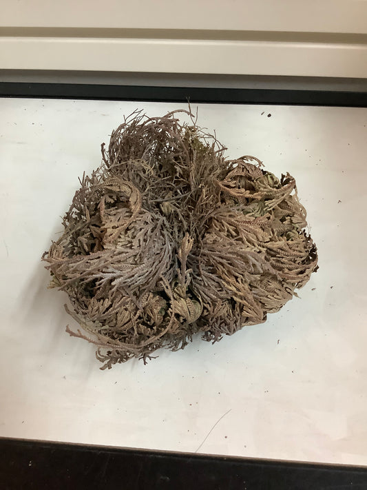 Rose Of Jericho Large