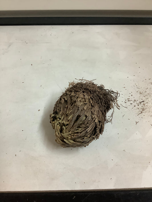 Rose Of Jericho Small