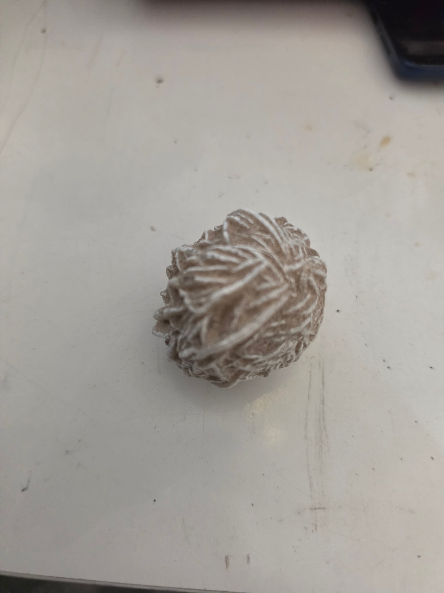 Specimen Desert Rose